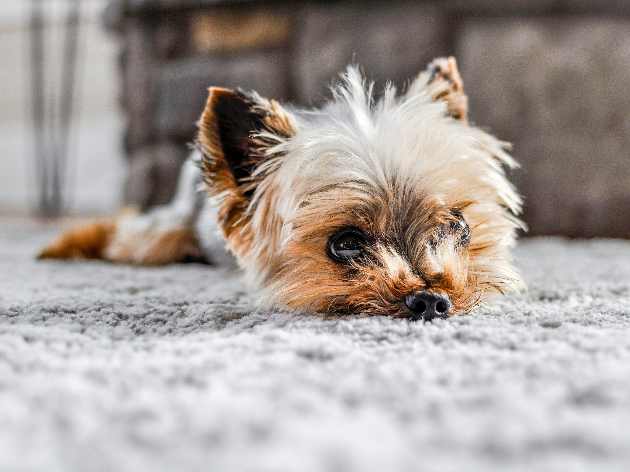 A photo of a yorkie dog laying comfortably on plush carpet.